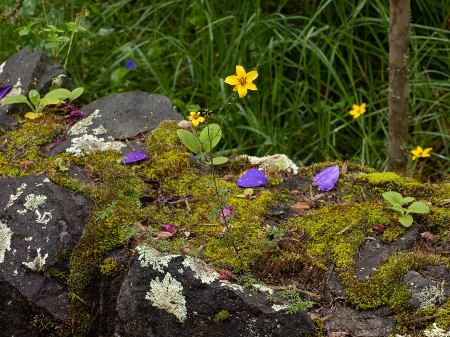 Corkscrew Beggartick (bidens torta)