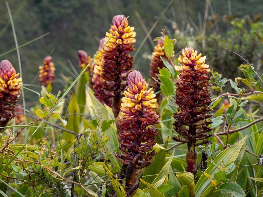 Elleanthus myrosmatis
