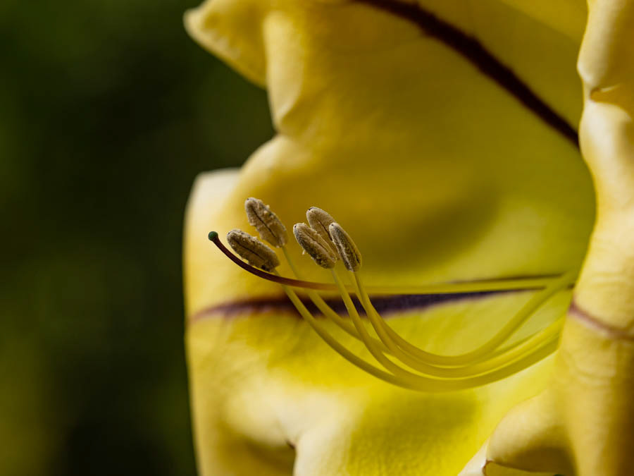 Golden Chalice Vine (solandra maxima)