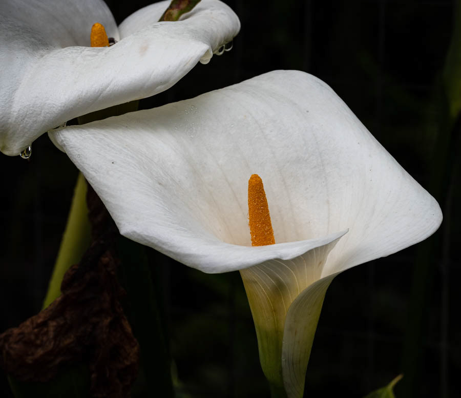 Arum Lily (zantedeschia aethiopica)