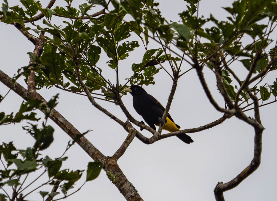 Yellow-Winged Cacique