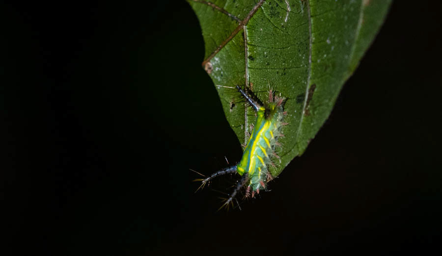 Oriental Moth Stinging Nettle Slug