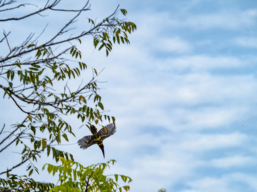 Fiery-Billed Toucan