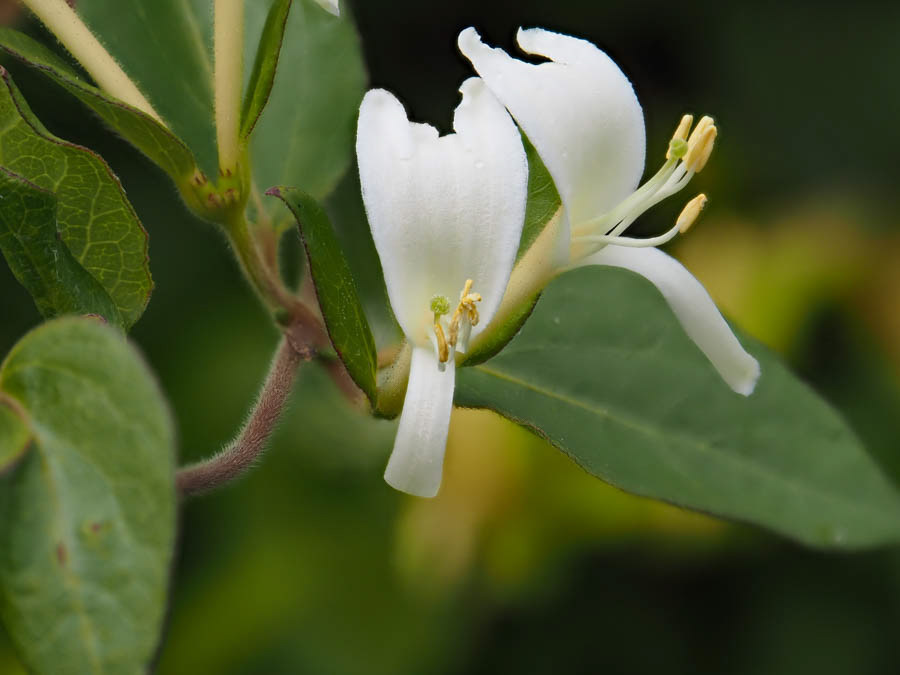 Madreselva Asiática (lonicera japonica)