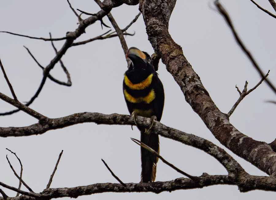 Fiery-Billed Toucan