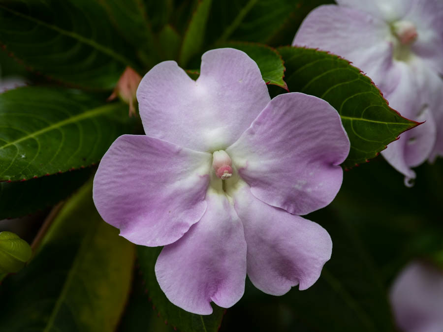 Impatiens (balsaminaceae)