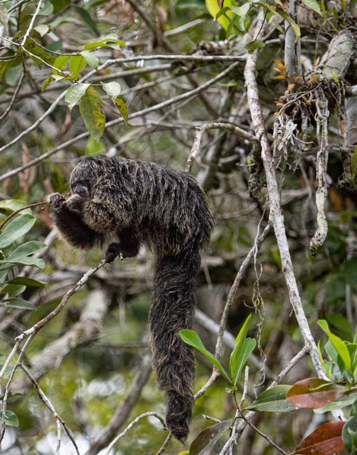 Monk Saki Monkey
