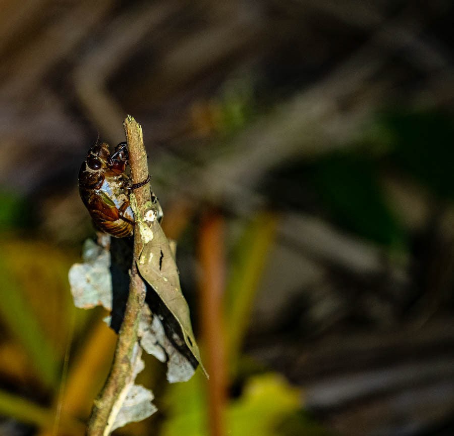 Bush Cricket