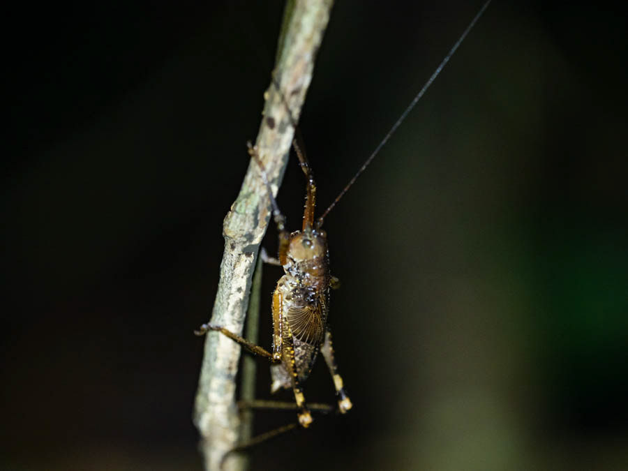 Bush Cricket