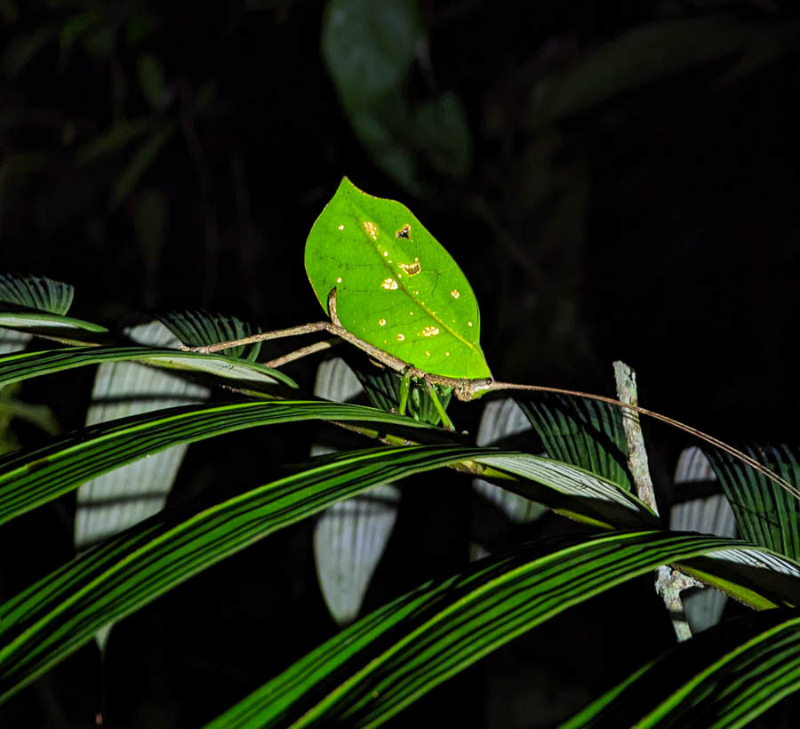 Leaf Cricket