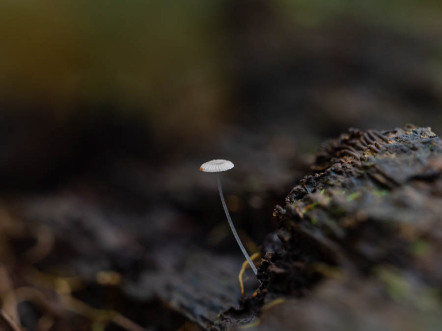 There were many things so see, some of them harder to find than others. This mushroom cap was 1/4" round.