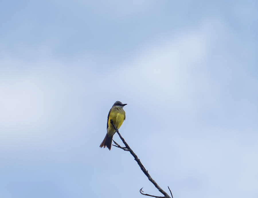 White-Throated King Bird