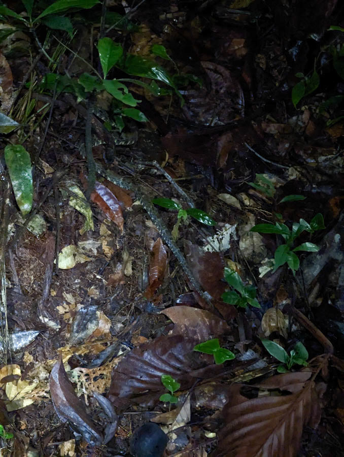 Not a great photo but this is a Fer-de-Lance snake. It's a very poisonous pit viper.