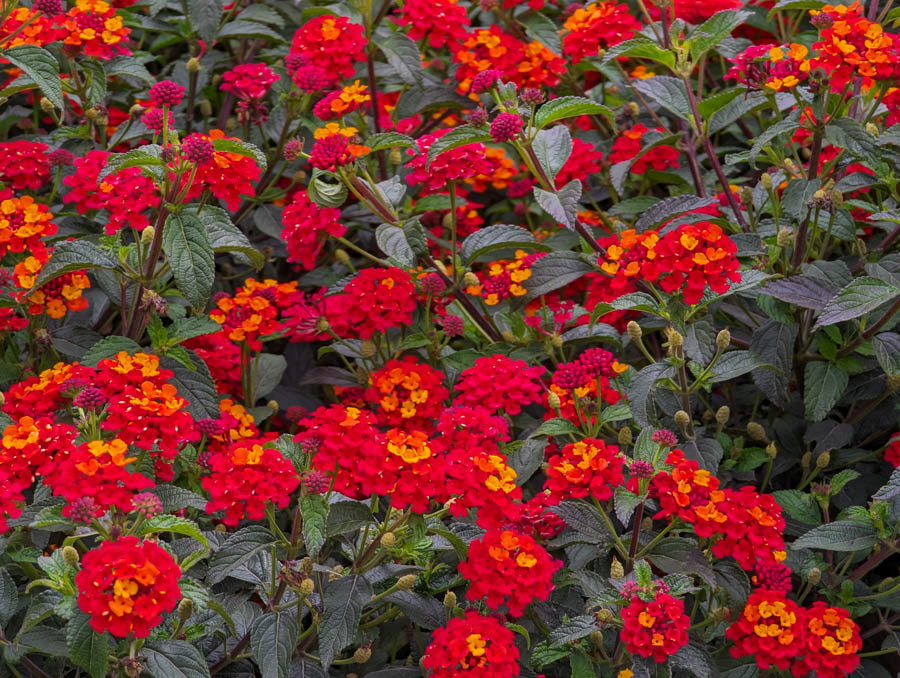 West Indian Latana (latana camara)