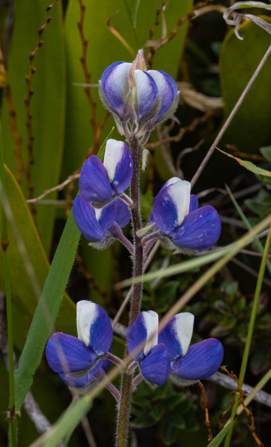 Lupinus 'Purple Swirl'