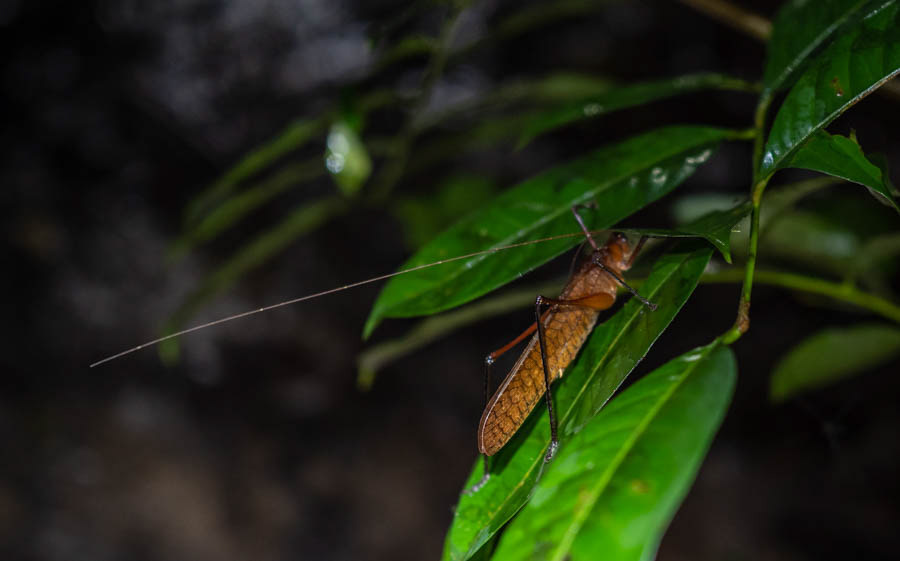 Bush Cricket