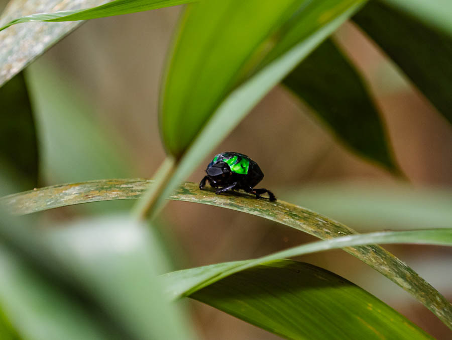 Iridescent Green Scarab