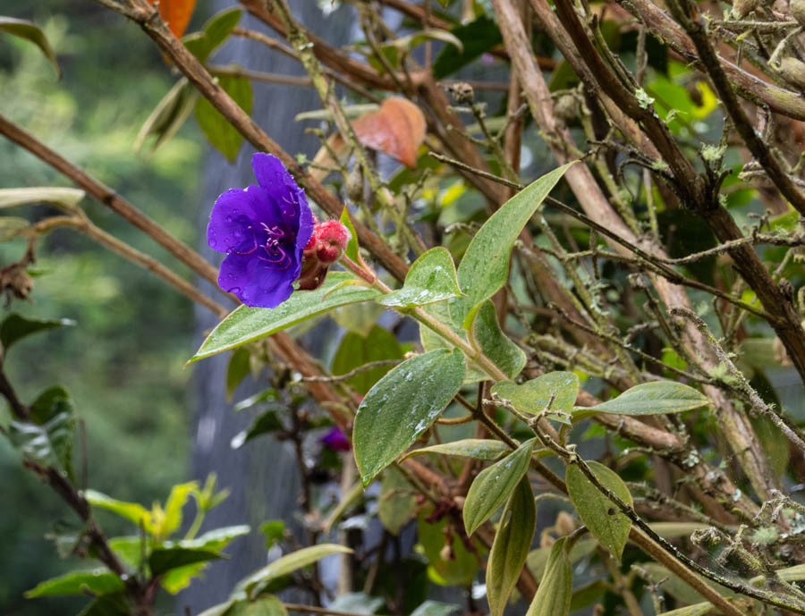 Plantas de Gloria (género pleroma)