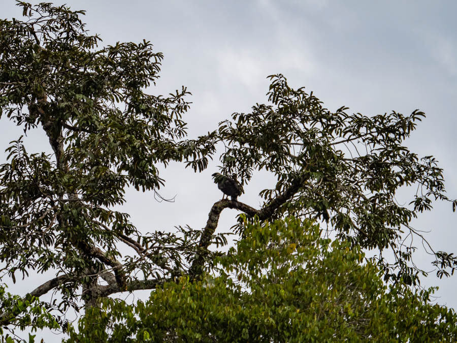 Harpy Eagle
