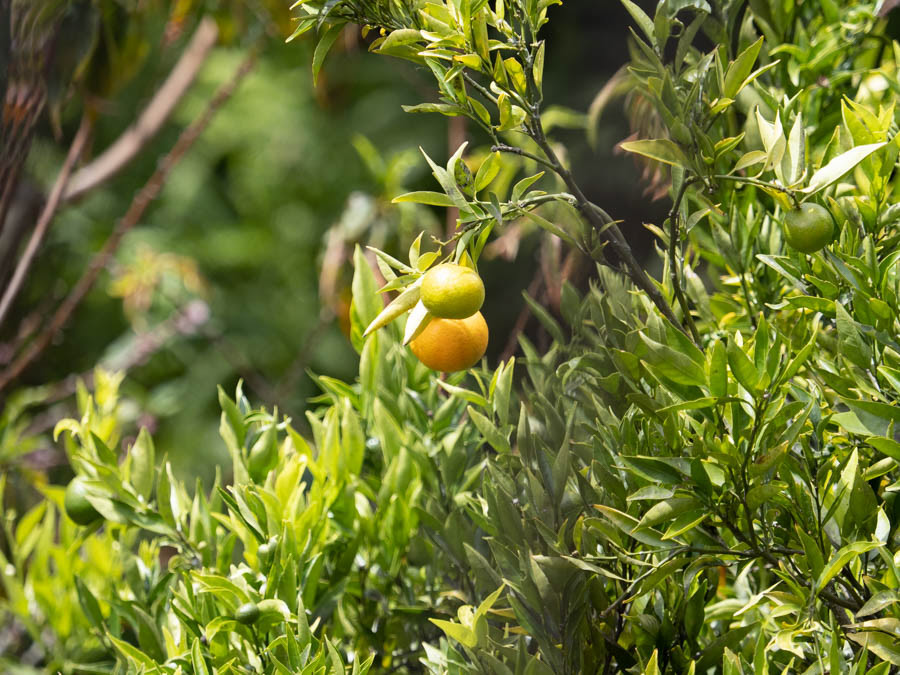 There were lemon, citron, tangerine, and avocado trees.