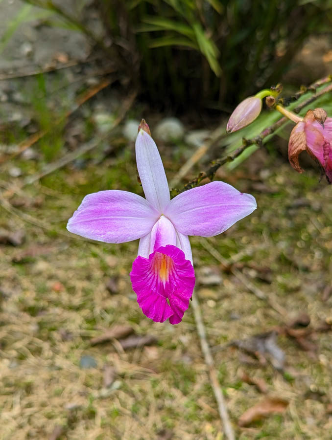 Bamboo Orchid (arundia graminfolia)