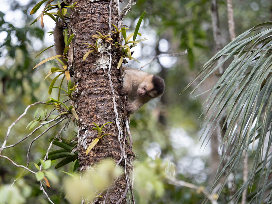 Capuchin Monkey