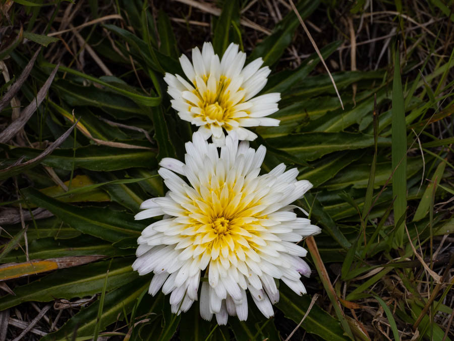 Chikku Chikku (hypochaeris sessiliflora)