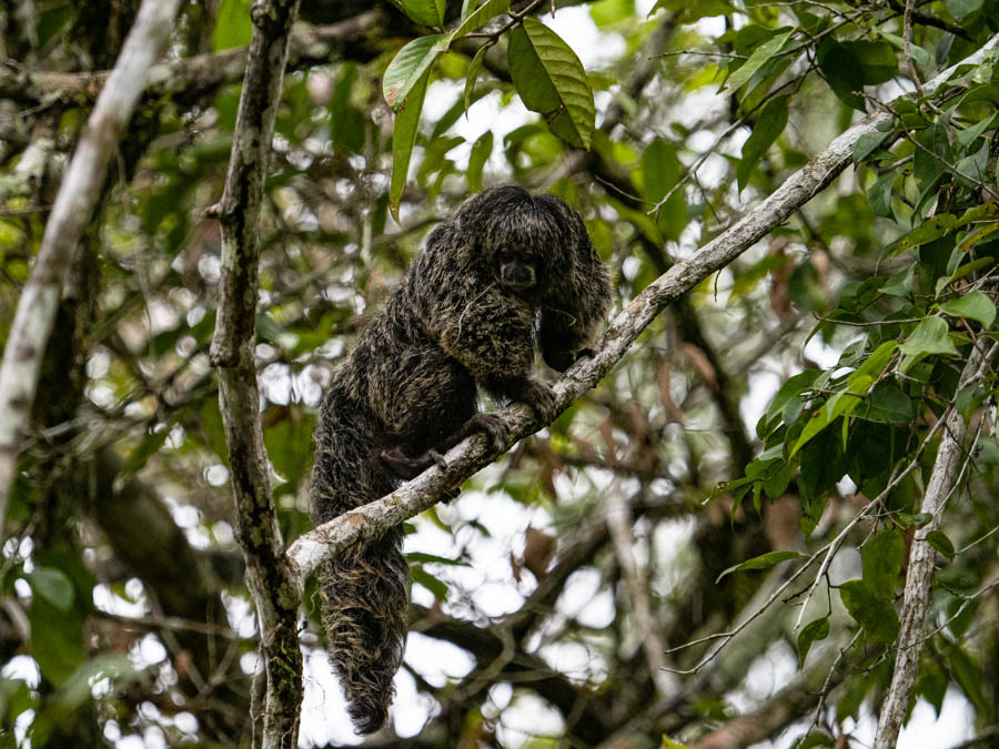 Monk Saki Monkey