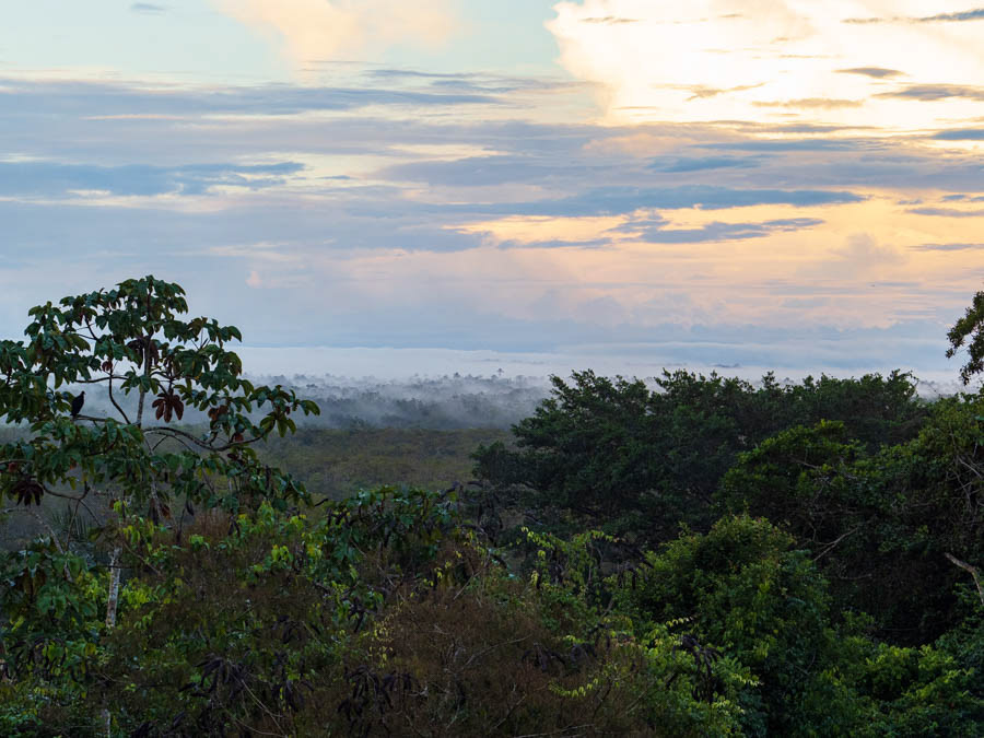 The jungle canopy at sunrise.