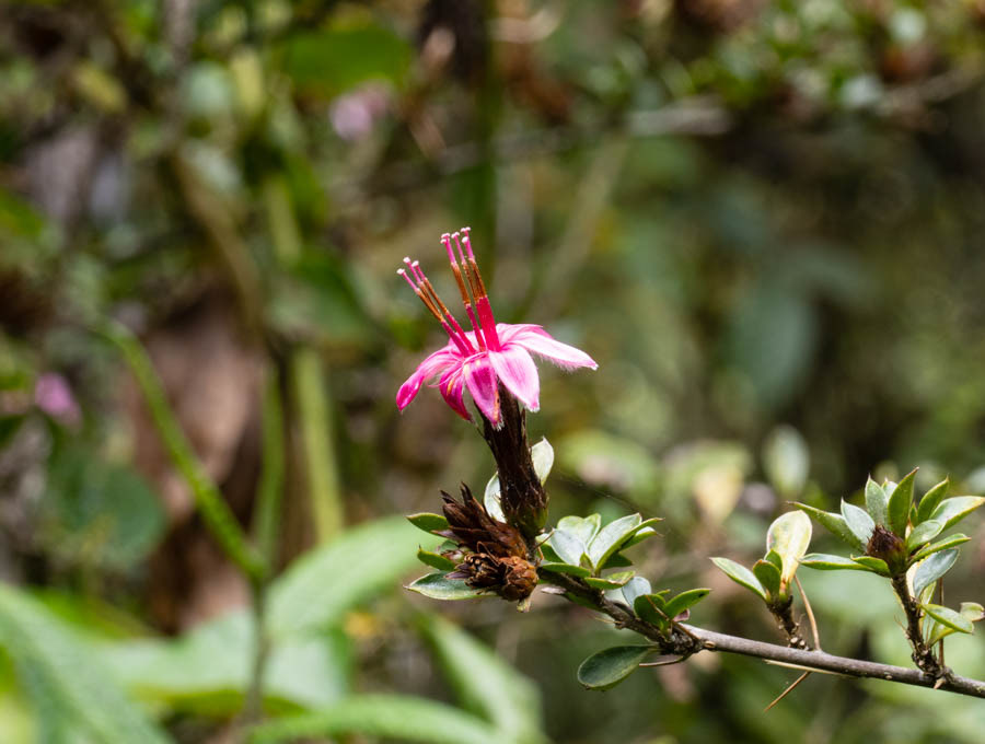 Barnadesia aculeata
