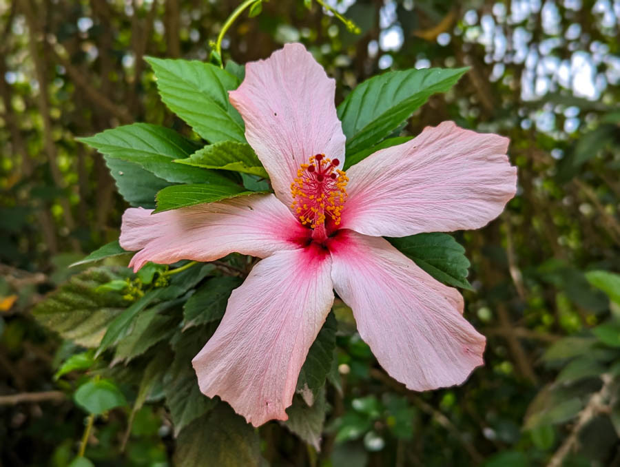 Tropical Hibiscus (hibiscus rosa-sinensis)