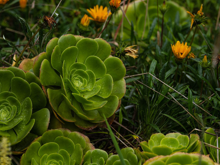 Aeonium pseudotabuliforme