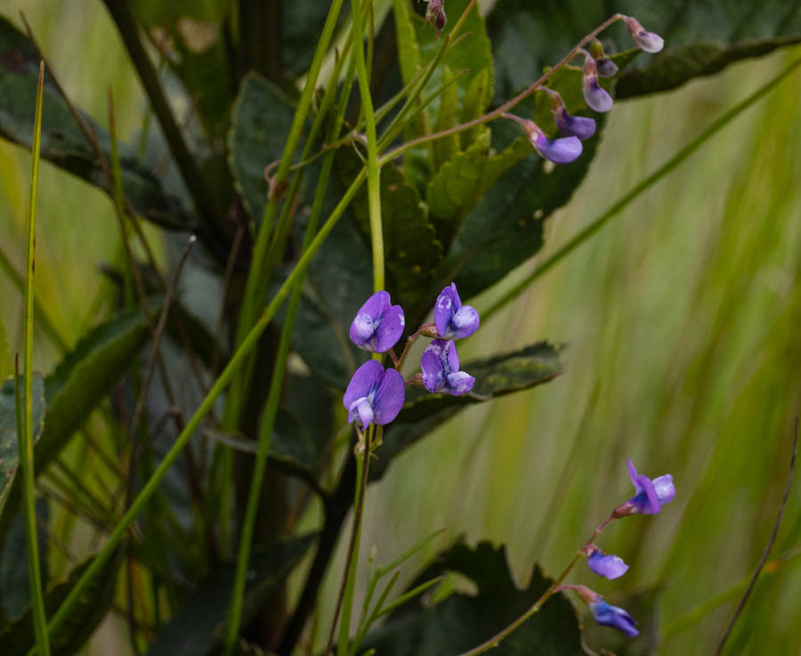 Variable Glycine (glycine tabacina)