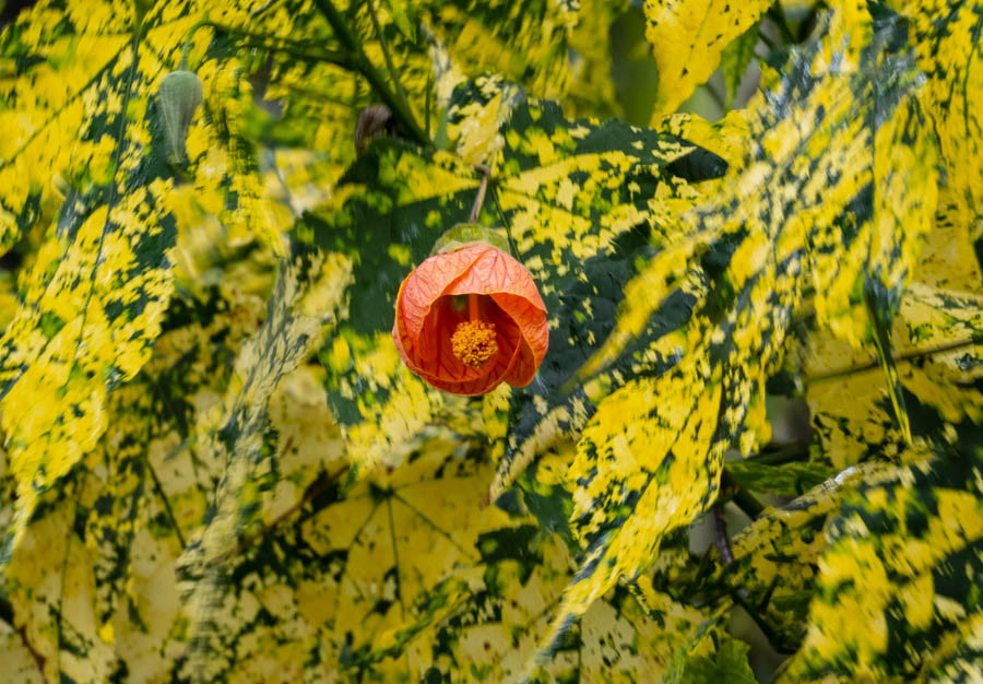 Red Vein Chinese Lantern (abutilon pictum)