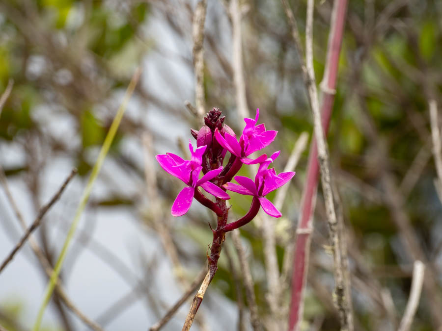Crucifix Orchid (epidendrum secundum)