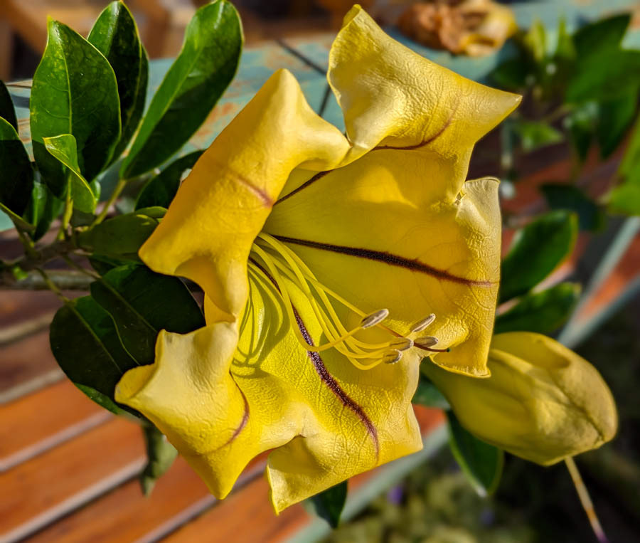 Showy Chalice Vine (solandra grandiflora)