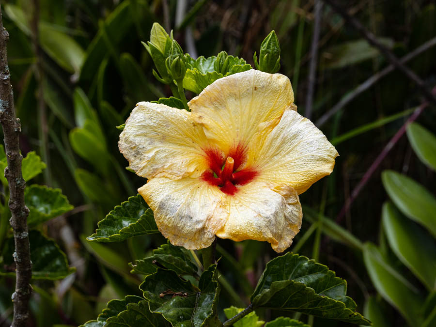 Hula Girl Hibiscus