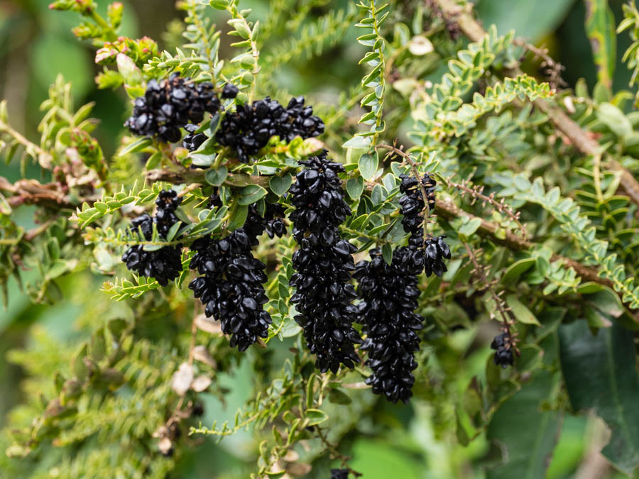 Coriaria ruscifolia