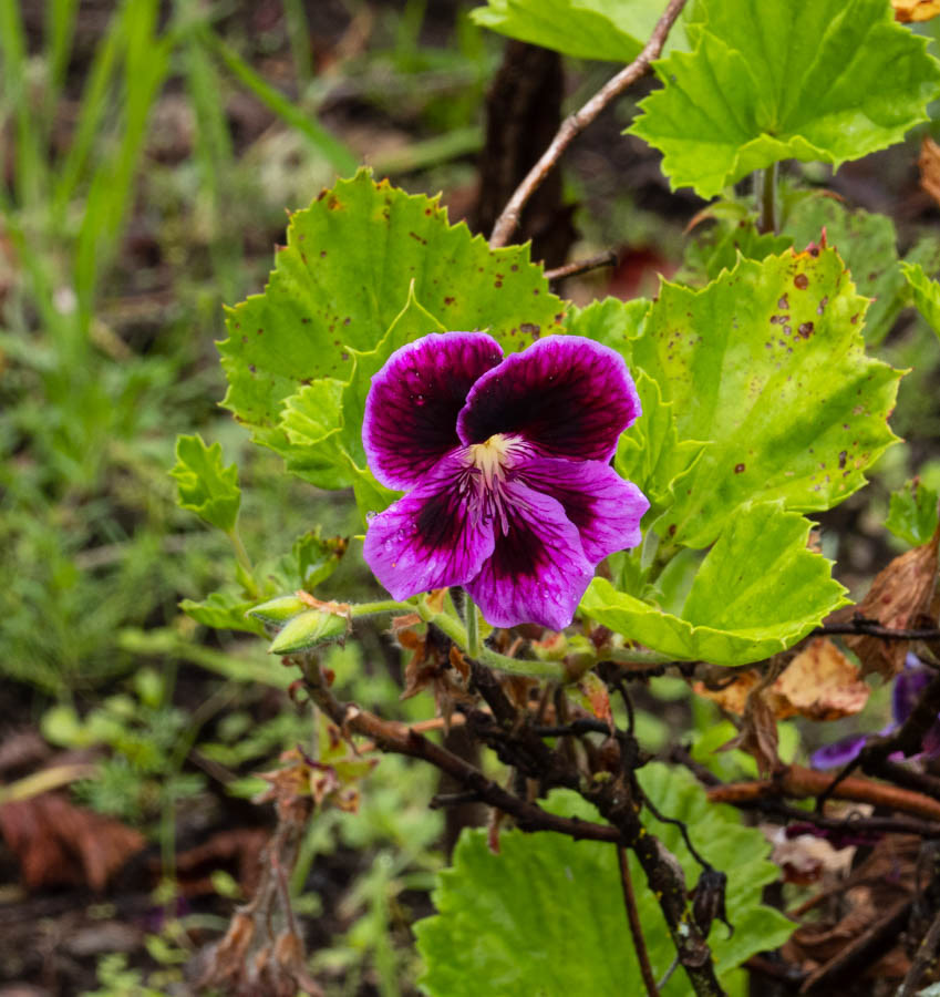 Geraniums