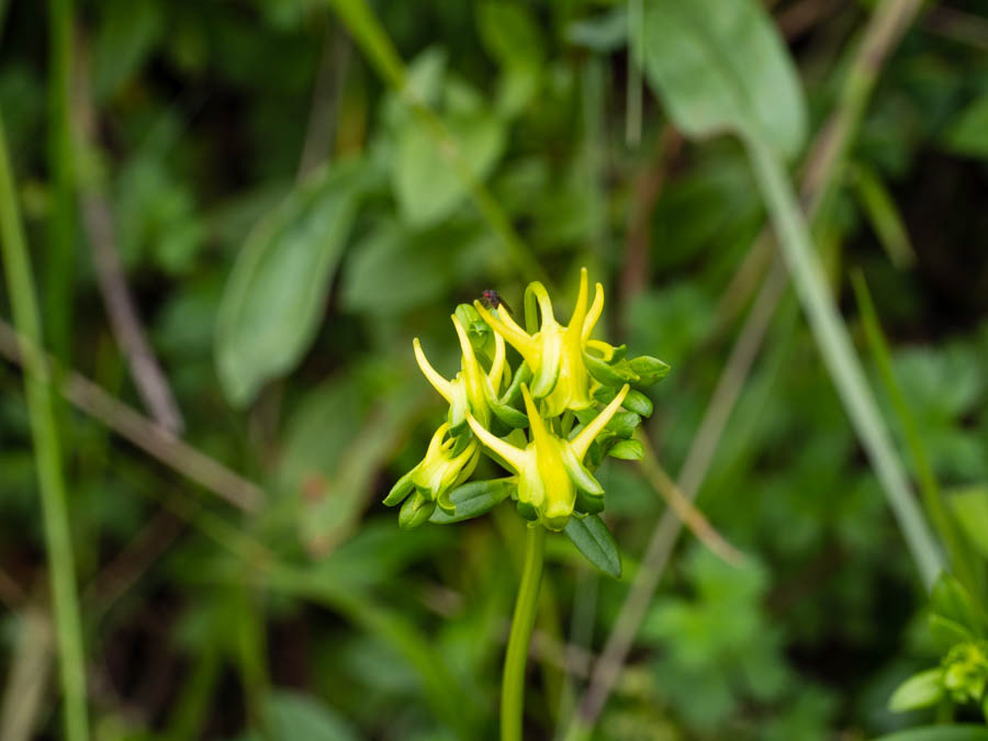 Halenia longicaulis