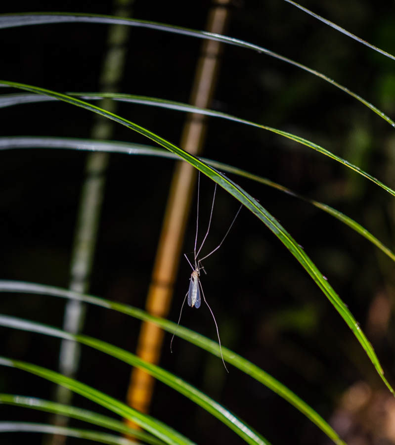 Big-ass Mosquito