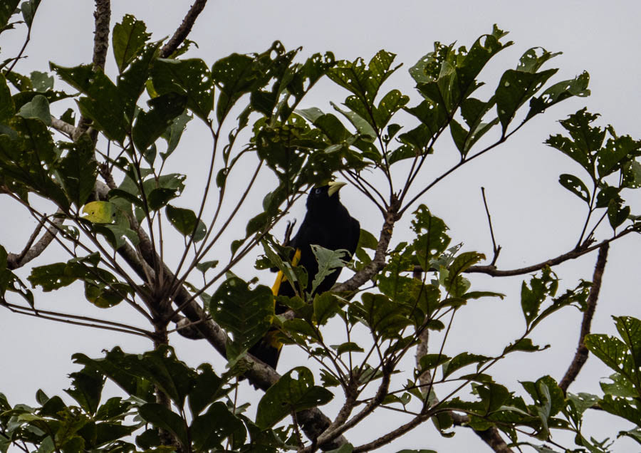 Yellow-Winged Cacique