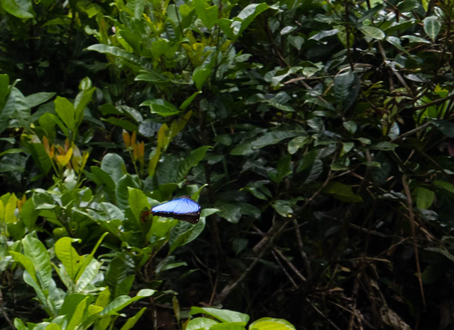 The wings are not actually blue in color. They use diffraction of UV light from millions of tiny scales to create the brilliant blue as a way to frighten off predators.