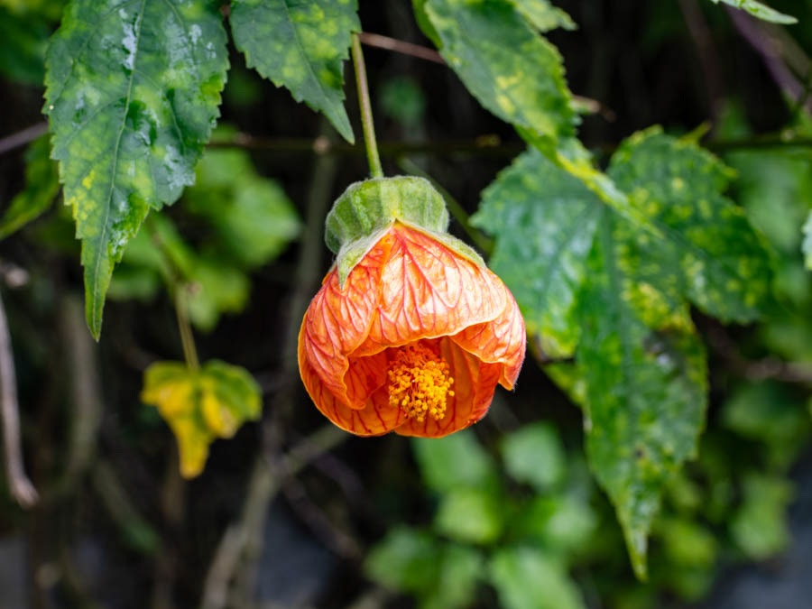 Red Vein Chinese Lantern (abutilon pictum)