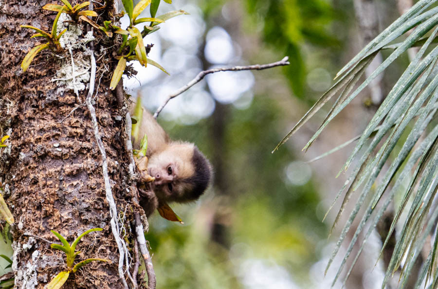 Capuchin Monkey