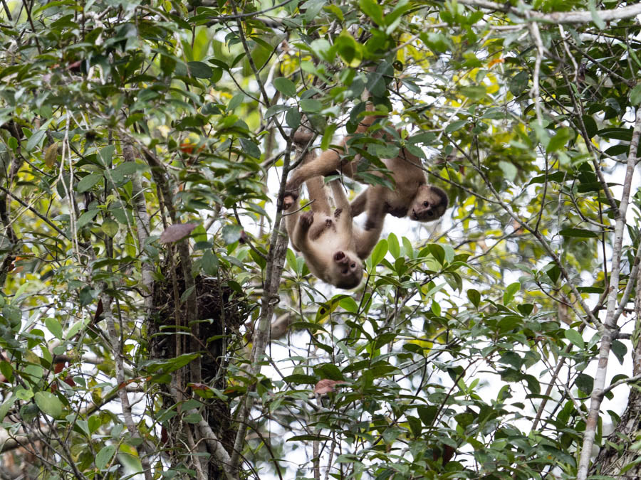 Capuchin Monkey