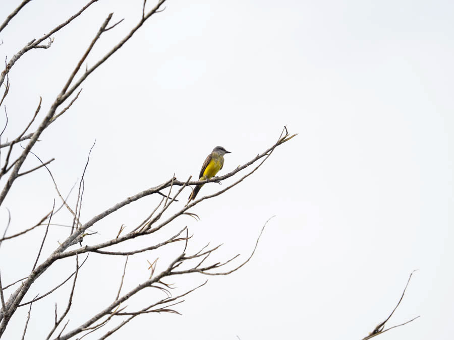 White-Throated King Bird