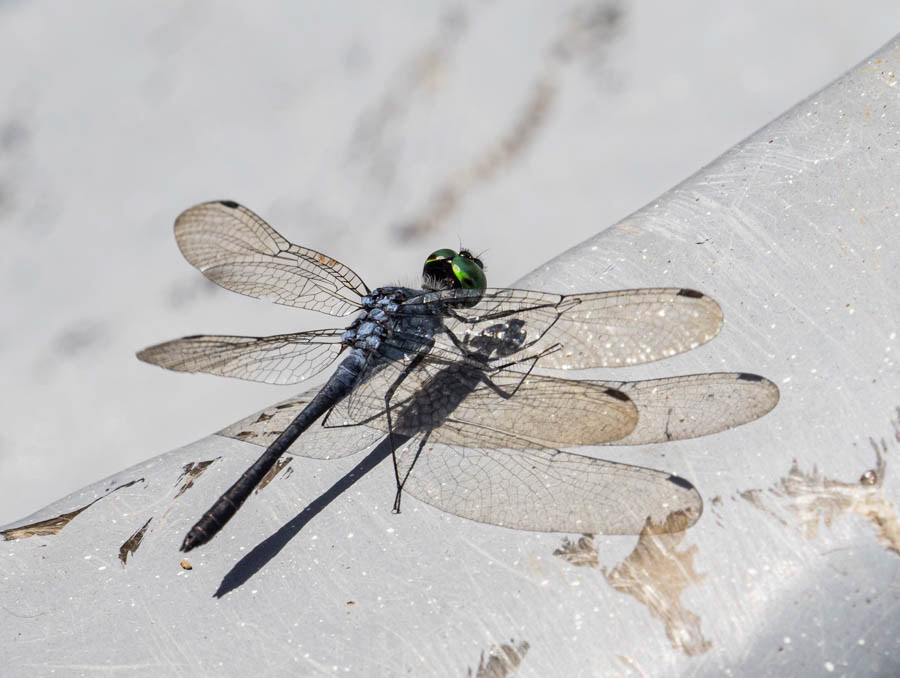 Dragonfly hitching a ride on the motorized canoe
