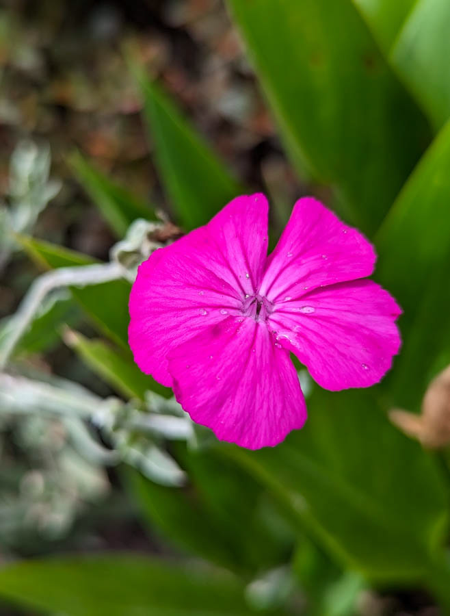 Rose Campion (silene coronaria)