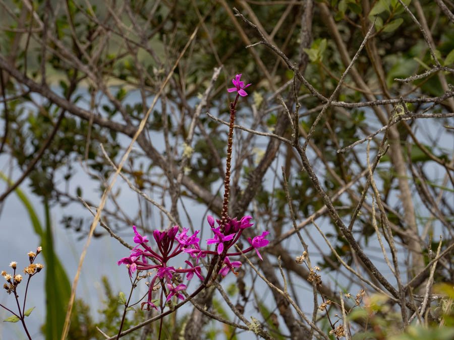 Crucifix Orchid (epidendrum secundum)